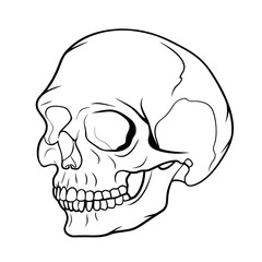 Skull