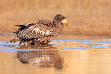 Stelleŕs seaeagle,  Haliaeetus pelagicus, Czech republic