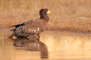 Stelleŕs seaeagle,  Haliaeetus pelagicus, Czech republic