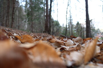 forest in the forest