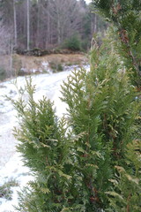 pine forest in winter