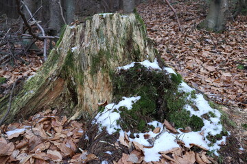 moss on tree