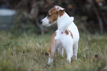 Cute small jack russel terrier puppy walking outdoor in the garden