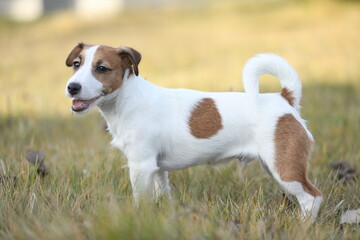 Cute small jack russel terrier puppy walking outdoor in the garden