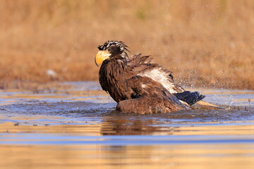 Stelleŕs seaeagle,  Haliaeetus pelagicus, Czech republic