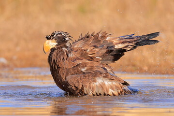 Stelleŕs seaeagle,  Haliaeetus pelagicus, Czech republic