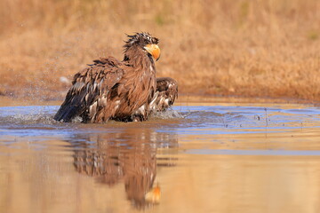 Stelleŕs seaeagle,  Haliaeetus pelagicus, Czech republic
