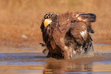 Stelleŕs seaeagle,  Haliaeetus pelagicus, Czech republic