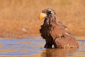 Stelleŕs seaeagle,  Haliaeetus pelagicus, Czech republic
