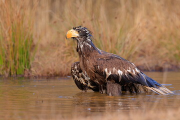 Stelleŕs seaeagle,  Haliaeetus pelagicus, Czech republic