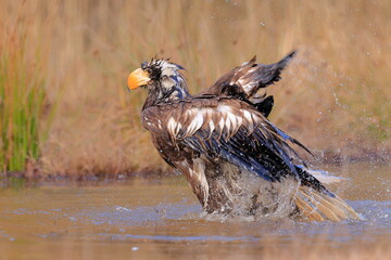 Stelleŕs seaeagle,  Haliaeetus pelagicus, Czech republic