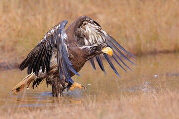 Stelleŕs seaeagle,  Haliaeetus pelagicus, Czech republic