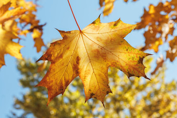A leaf is suspended in the air, with the sun shining on it. The leaf is yellow and has a brown tip. The sky is blue and clear, and the leaf is the only thing visible in the image