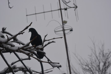 Beautiful winter landscape. A large black pigeon is sitting on the branches of a fruit tree, the vine is covered with white fluffy snow.