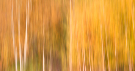 Obraz premium a blurry photo of trees with yellow leaves. The trees are tall and thin, and the leaves are vibrant and colorful. Scene is serene and peaceful, as the trees seem to be standing tall