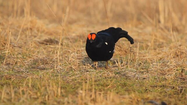 Black Grouse (Lyrurus tetrix) feeding in a field