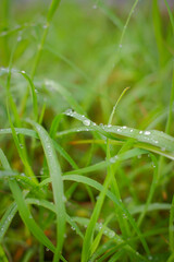 Photo of morning dew on green grass, photographed with a macro lens
