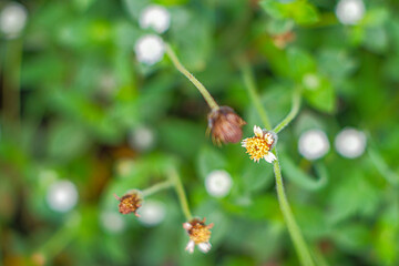 Close up photo of Tridax procumbens flower during the day