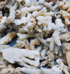 Close up of Coral fragments used for decoration and water filters