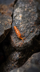 Baby snail of the Subulina octona species with an orange shell walking on a natural stone photographed with a macro lens