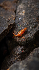 Baby snail of the Subulina octona species with an orange shell walking on a natural stone photographed with a macro lens