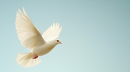 Freedom in flight aerial dove photography