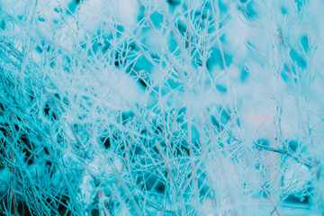 On a chilly winter's day, the delicate branches in the field are blanketed in snow and frost, creating a picturesque winter scene.