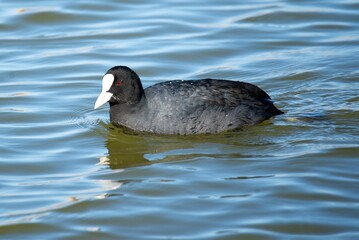 Eurasian coot swimming in a lake.