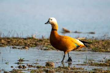 Ruddy shelduck in its natural wetland habitat.
