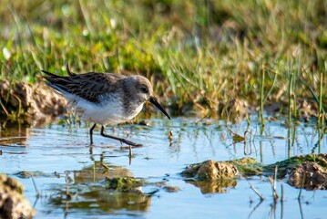 Sandpiper wading in a pond with reflection.
