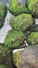 moss on stone