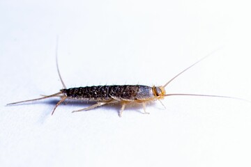 Silverfish on White Background