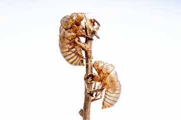 Cicada shells on twig against white background
