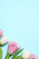 Beautiful fresh tulips on color background