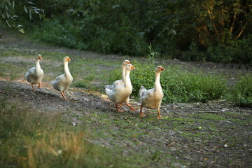 white geese family walking in the park
