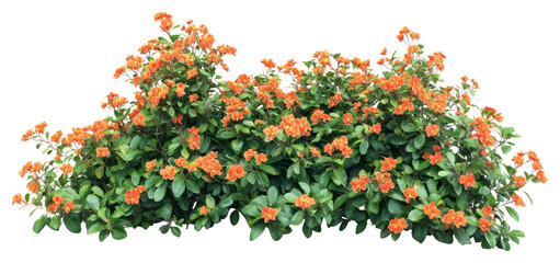 PNG Real orange flower bushes flowers leaves leaf.
