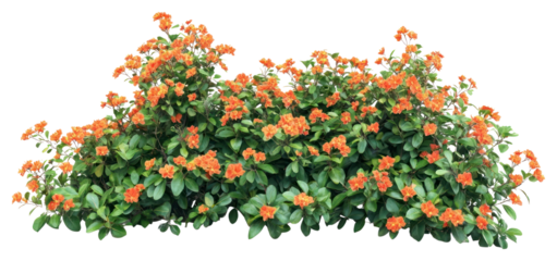 PNG Real orange flower bushes flowers leaves leaf.