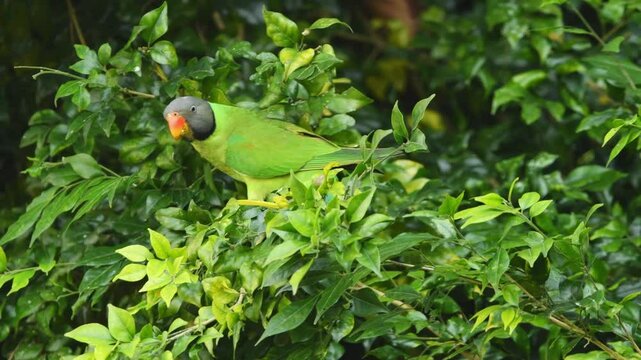 full shot of Plum headed parakeet or Psittacula cyanocephala feeding eating fruit in natural green background in jungle safari at jim corbett national park forest tiger reserve uttarakhand india
