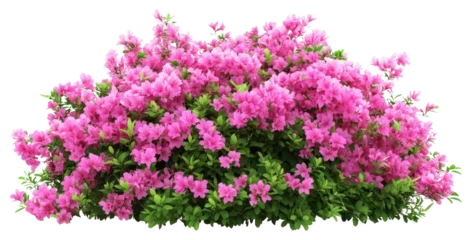 Fotobehang PNG Real pink flower bushes flowers blossoms plant. © Rawpixel.com