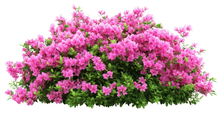 Fototapeta PNG Real pink flower bushes flowers blossoms plant.