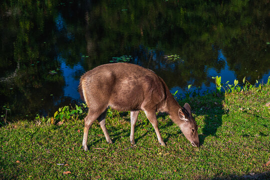 Peaceful single deer grazing in the woods near river
