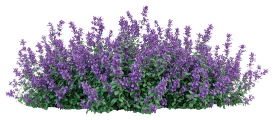 Naklejka premium PNG Real purple flower bushes flowers lavender blossoms.