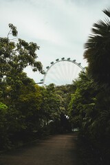 Ferris wheel behind lush foliage in a park setting