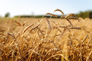 Obraz premium Agriculture landscape with ears of golden wheat at sunset. Autumn harvest. Growth nature harvest.
