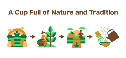 Matcha Process Infographic. Eco-Friendly Story, Harvesting, Grinding, and Brewing
