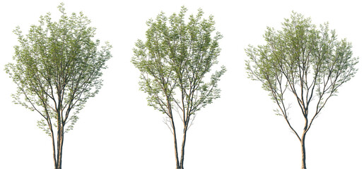 Fototapeta premium Set of 3 Aphananthe aspera (commonly known as scabrous aphananthe or muku tree) frontal street trees isolated png on a transparent background perfectly cutout