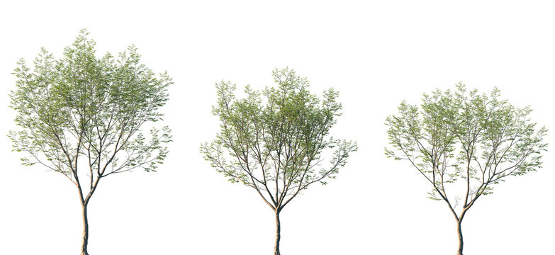 Set of 3 Aphananthe aspera (commonly known as scabrous aphananthe or muku tree) frontal street trees isolated png on a transparent background perfectly cutout
