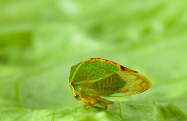 Macro of spire cicada