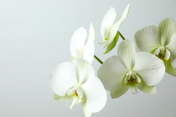 White orchid on gray background