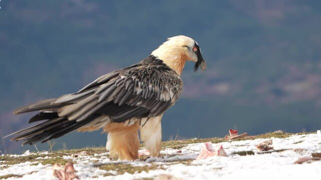 VULTURE BREAKS BONES WALKING IN SNOW
